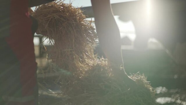 farmer fed cows