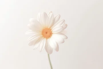 Foto auf Acrylglas Antireflex White flower © paul