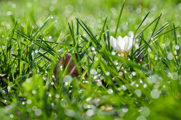 white crocus in the green grass