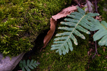 Texture of fern and moss in the forest