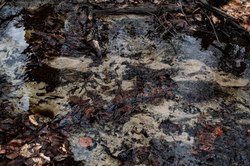 A forest stream with clear water