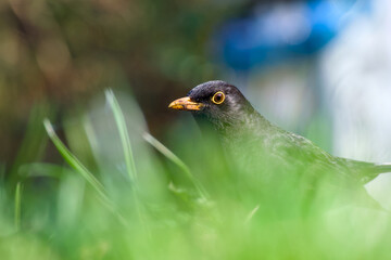 common blackbird in the green grass close-up