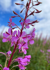 Fireweed flowers close up. Chamaenerion flower
