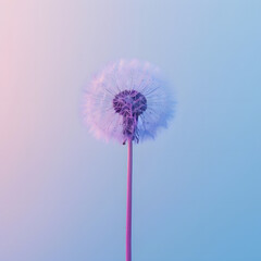 Fototapeta premium Serene Dandelion against Gradient Sky