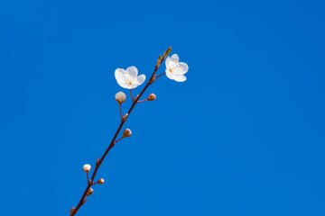 a white flower on the branch on the blue sky background