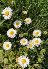 Many daisies on the grass