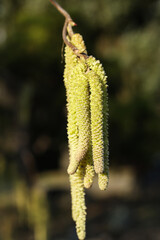 Corylus avellana, the common hazel in the spring close up