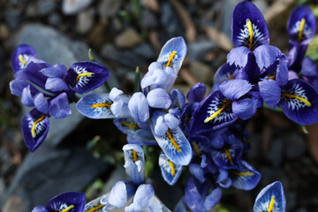 Blue Iris reticulata the netted iris or golden netted iris close up flowers in the garden. Shallow...