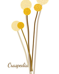 yellow isolated simple round flowers craspedia on white background