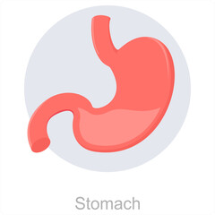 Stomach