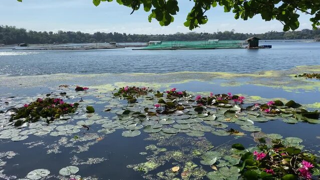 Water lillies, algal blooms and invasive aquatic plants polluting the fresh-water lake. Tracking shot