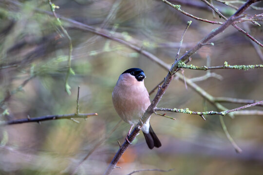 Close up image of a Female Bullfinch in a tree on a winters day. County Durham, England, UK.