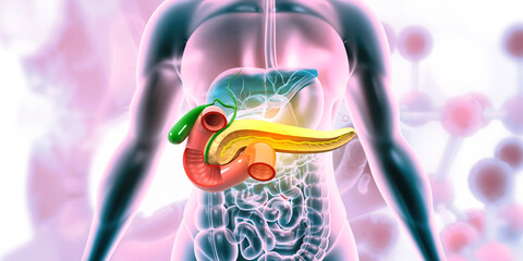 Human pancreas anatomy.  3d illustration..