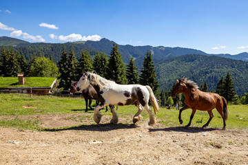 Wild Horse in the Carpathian Mountains 