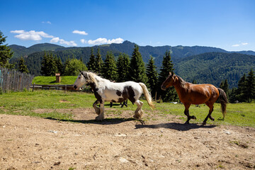 Wild Horse in the Carpathian Mountains 