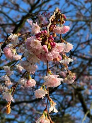 cherry tree blossom