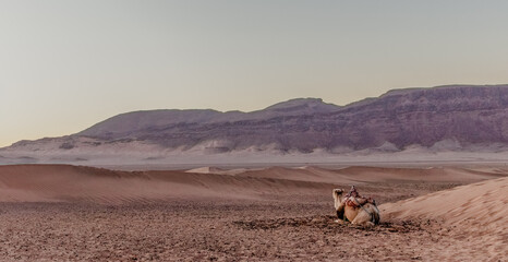 A camel lying in the desert