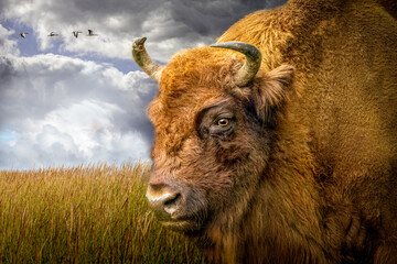 Bison Grazing in Serene Natural Habitat Under Dramatic Sky