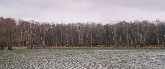 Glasbilder Birkenhain birch grove on the shore of a pond in autumn