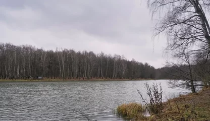 Möbelaufkleber Birkenhain birch grove on the shore of a pond in autumn