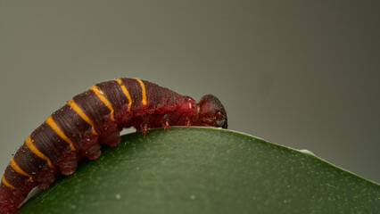 a small red and yellow caterpillar walking on a green leaf