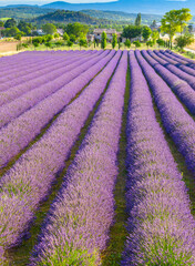 Lavender field in Provence  - 751342520