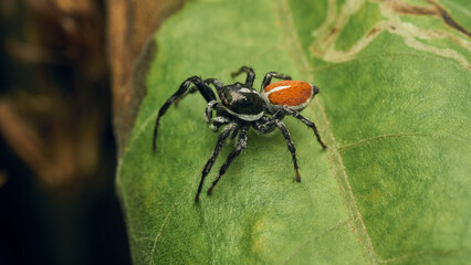 An orange and black Jumper Spider perched on a green leaf
