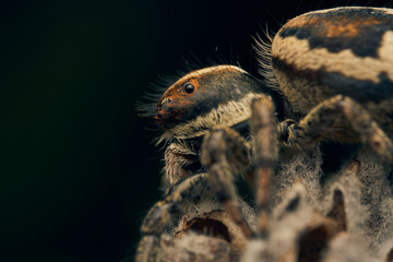 Details of a brown jumping spider