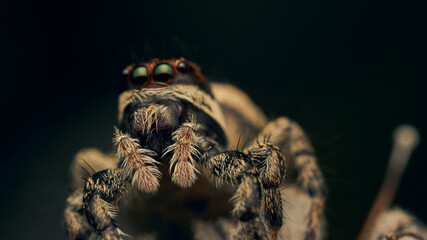 Details of a brown jumping spider