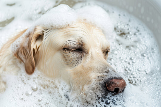 A Labrador dog lies in a bathtub filled with foam.