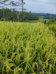Bali Island, 25 June 2023 : landscape of rice field in Jatiluwih