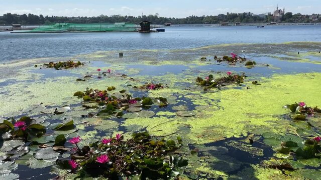 Water lillies, algal blooms and invasive aquatic plants polluting the fresh-water lake. Tracking shot