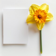 top view of white empty card with yellow narcissus flower on white background. Generative Ai