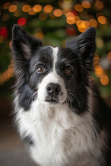 Closeup of Border Collie Portrait with Christmas Bokeh Background. Cute Vertical Black and White Dog.