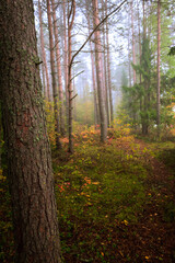 Autumn forest in the early morning in fog. Beautiful landscape.