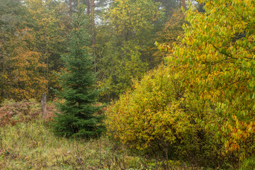 Fototapeta premium Autumn forest in the early morning in fog. Beautiful landscape.