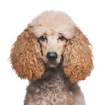 Close Up of Poodle on White Background