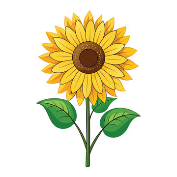 Sunflower Illustration on White Background