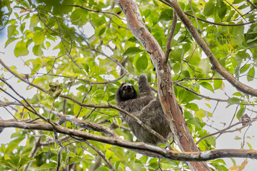 sloth among the branches of the trees