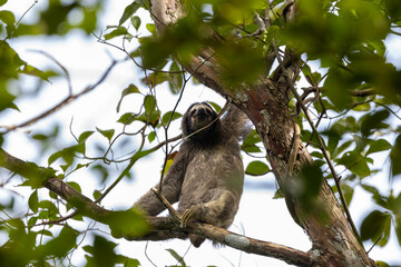 sloth among the branches of the trees