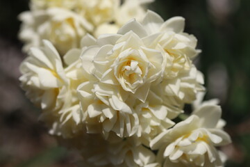 日本の早春の庭に咲く白い八重咲のフサザキスイセンの花