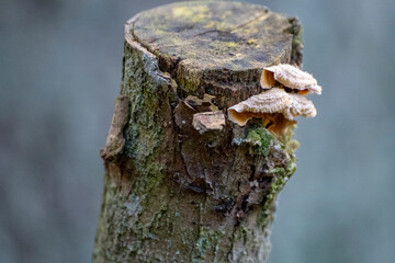 old mushroom on a tree stump