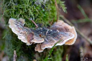old mushroom on a tree stump