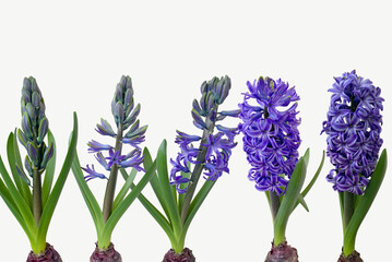 Purple hyacinth from buds to flowers with leaves isolated transparent png