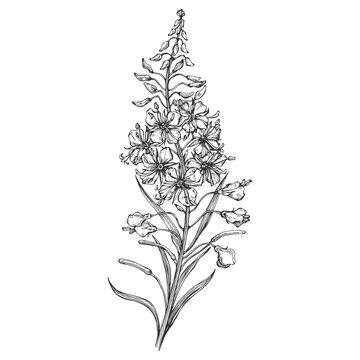 Willow herb. Fireweed. Hand drawn ink sketch botanical illustration on white. Vector graphic flower, line art design. Perfect for packaging tea, greeting card, medicine plant.