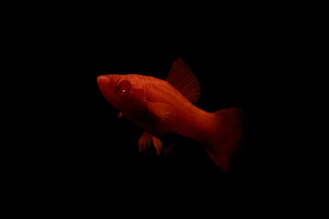 red molly fish swimming on black background