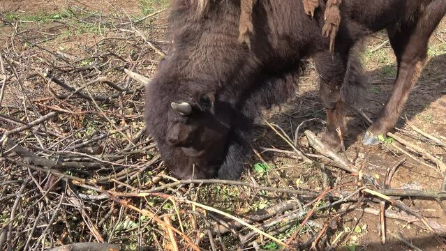 The bison is looking for young grass under old branches. Toksovo, Leningrad region  