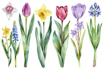 Watercolor Splendor: A Collection of Delicate Spring Bulb Flowers - Isolated on White Transparent Background 

