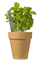 basil plant in clay pot with name tag isolated - 751352995