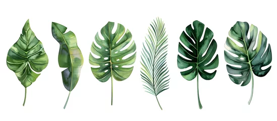 Fotobehang Tropische bladeren A watercolor vector illustration set featuring tropical leaves, exotic plants, palm leaves, and monstera isolated on a white background.